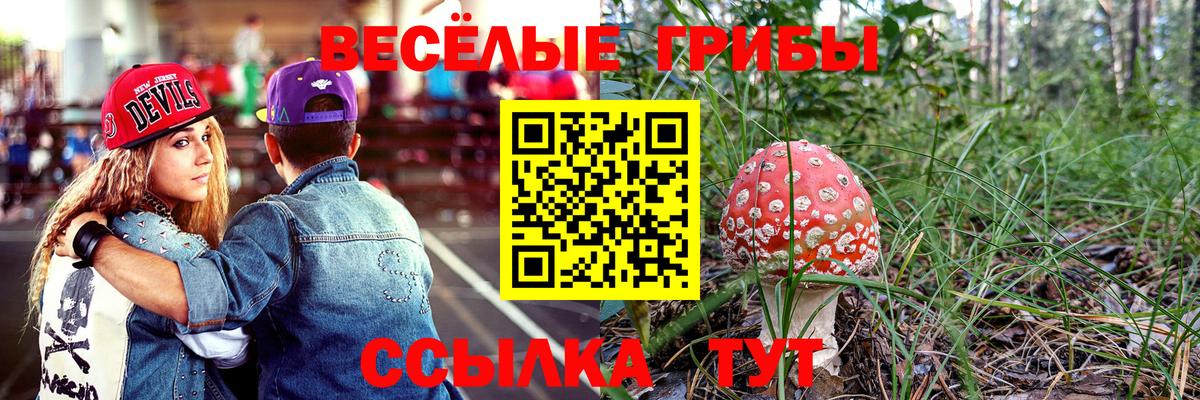 Псилоцибиновые грибы прущие грибы Вышний Волочёк